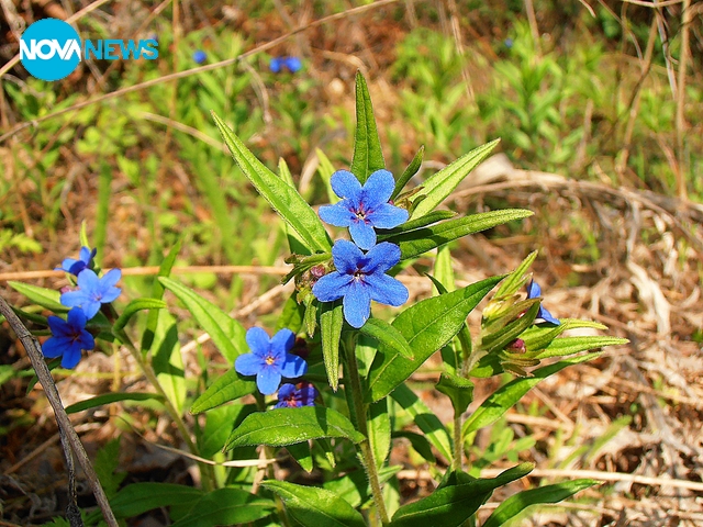 Виолетова белоочица