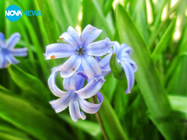 Първа пролет със зюмбюлите