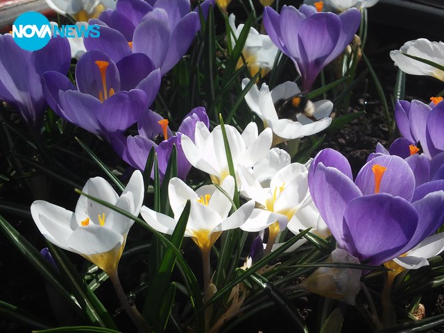 Честита първа пролет!