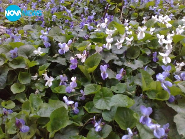 Пролетта идва