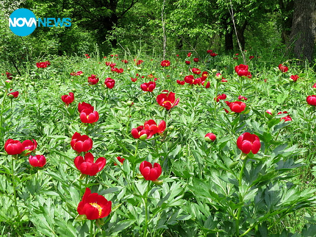 50 дка красиво разцъфнал див божур!