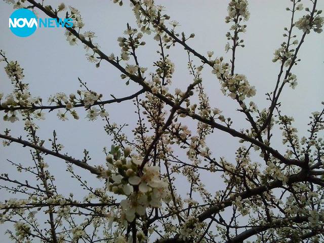 Пролетни ухания в последния ден на февруари