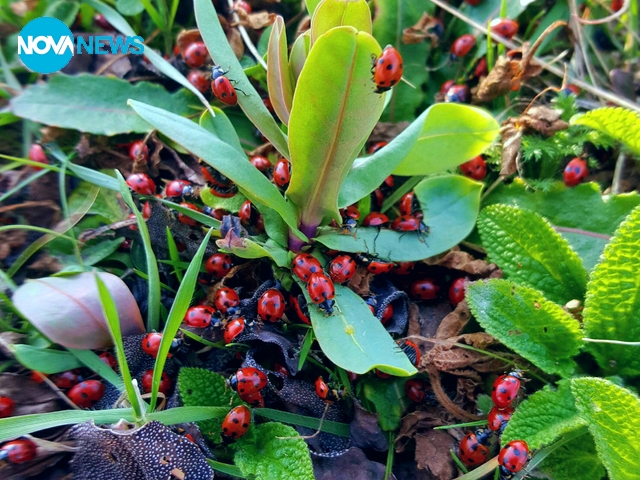 Заедно със пролета и калинките се появиха
