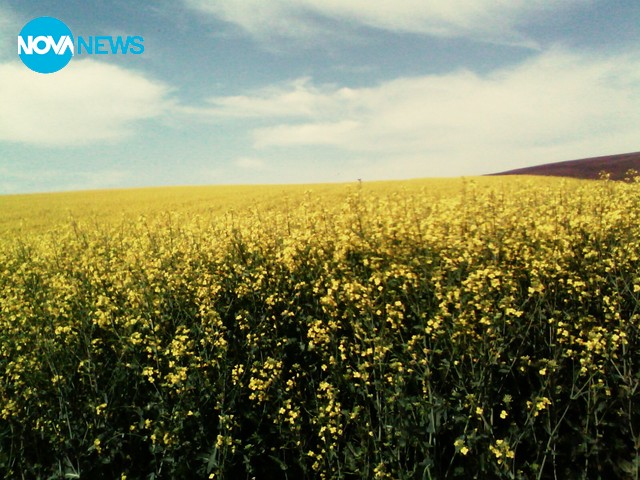 Цъфнала рапица в обл. Плевен