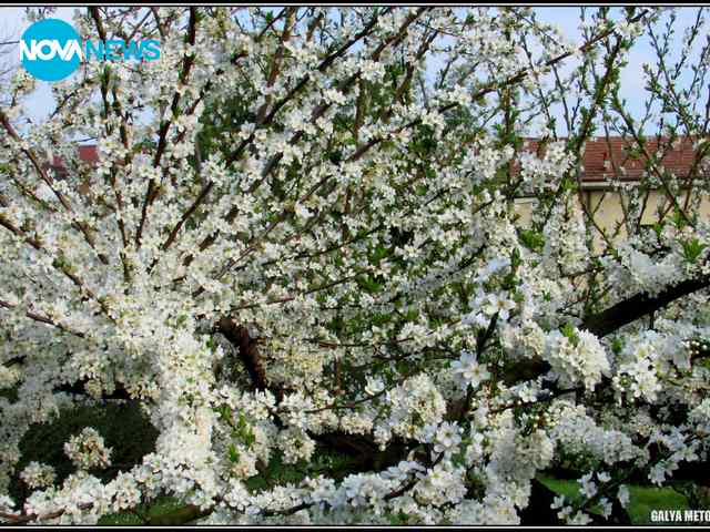 Бяло великолепие