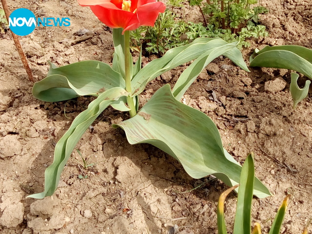 Пролетни цветя