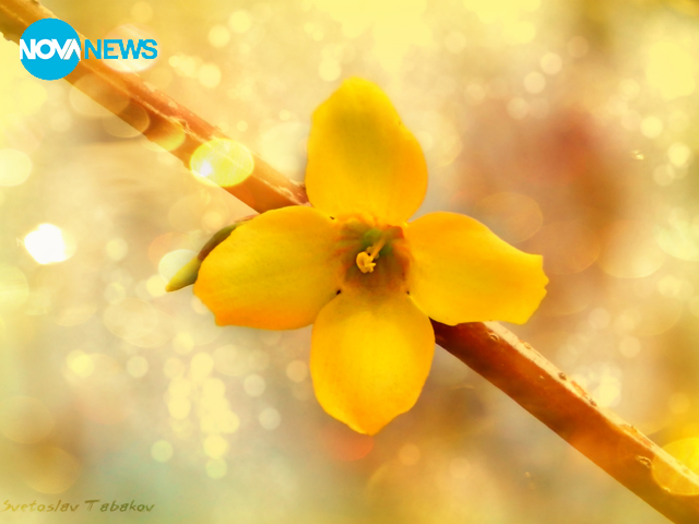 Слънчево настроение