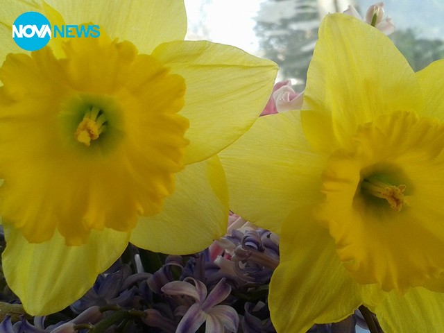 Жълта пролет