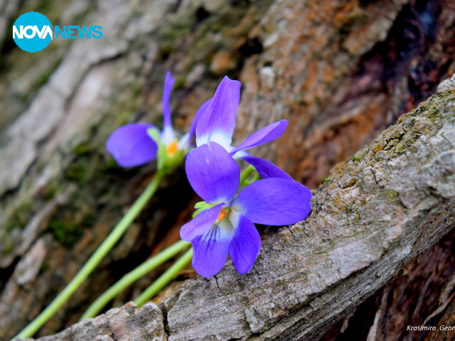 С аромат на теменужки