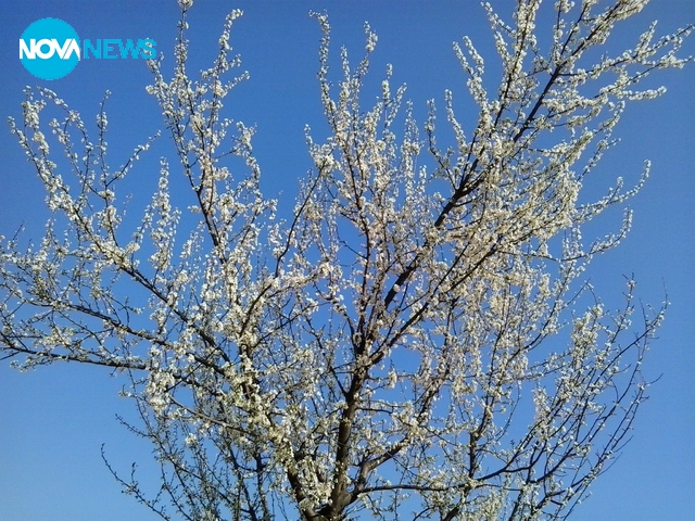 Пролетна идилия