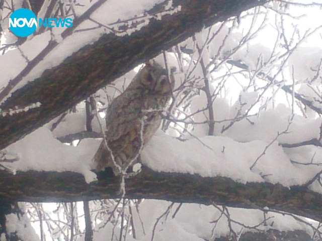 Снежна красота