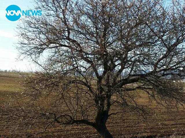 Цъфнали бадеми от село Ковачите (Сливен)