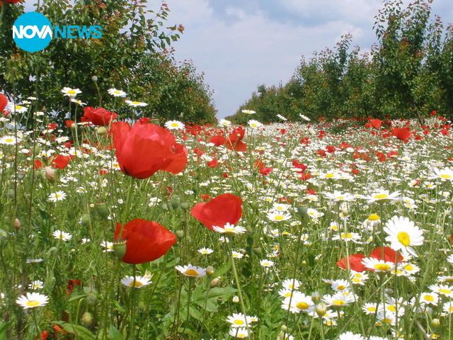 Красота край Силистра