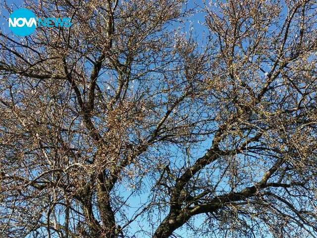 Цъфнали бадеми от село Ковачите