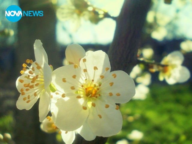 Слънчо изгря