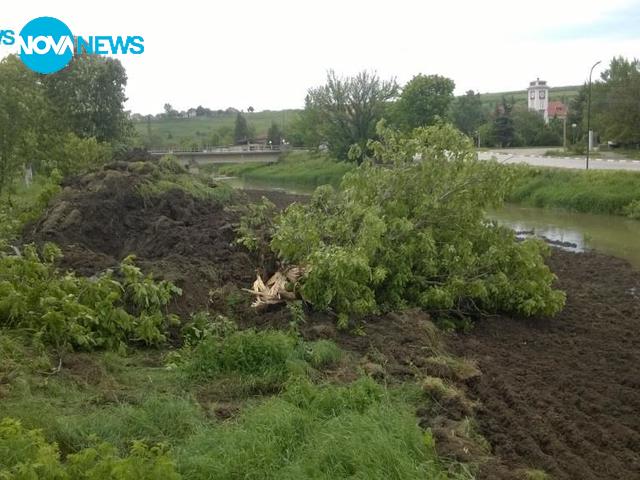 Безогледно изкореняване на дървета в Мизия