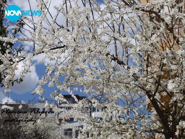 Слънчева Варна