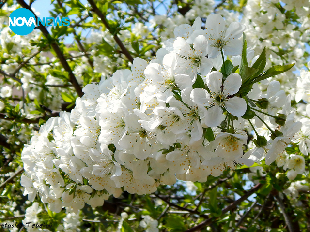 И вишните разцъфтяха :)