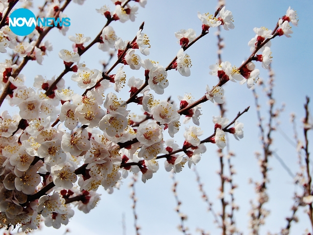 Пролетта ухае