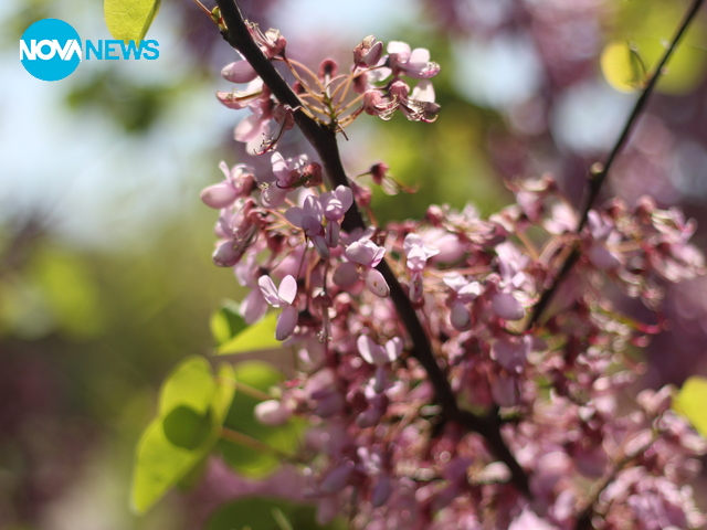 Красотата е в малките неща