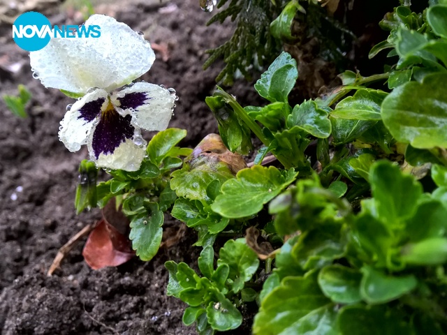 Теменужка мила дружка