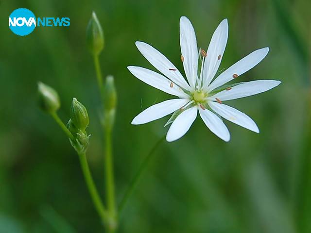 Чисти мисли