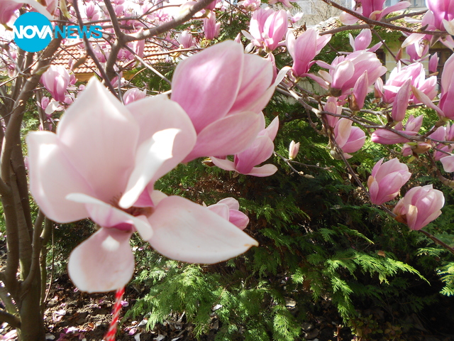 Слънчо се усмихна!