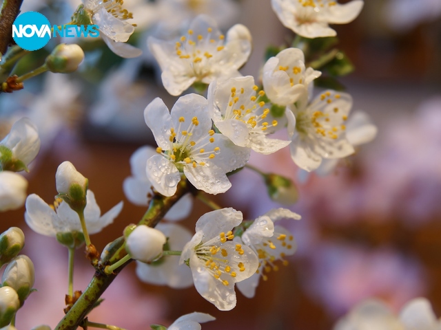 Пролетно настроение