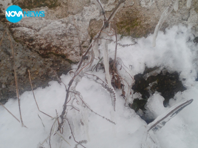 Лед около растение