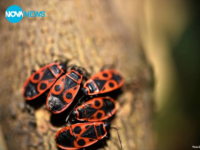 Природата се събужда