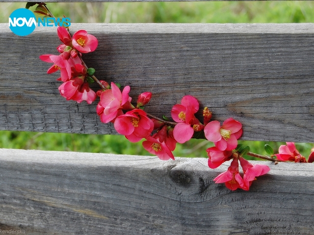 Прогноза за времето