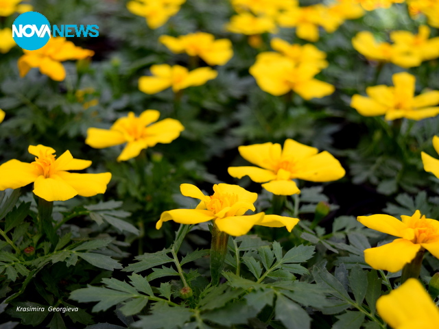 Слънчеви усмивки