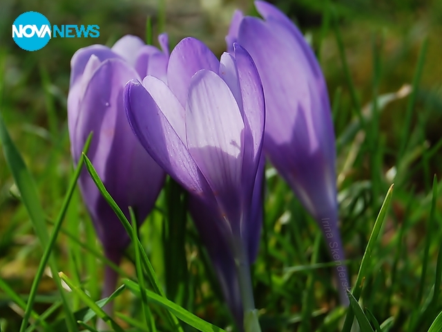 Пролетна прегръдка