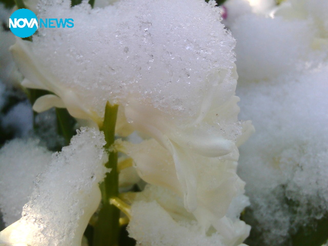 Сняг в Добруджа