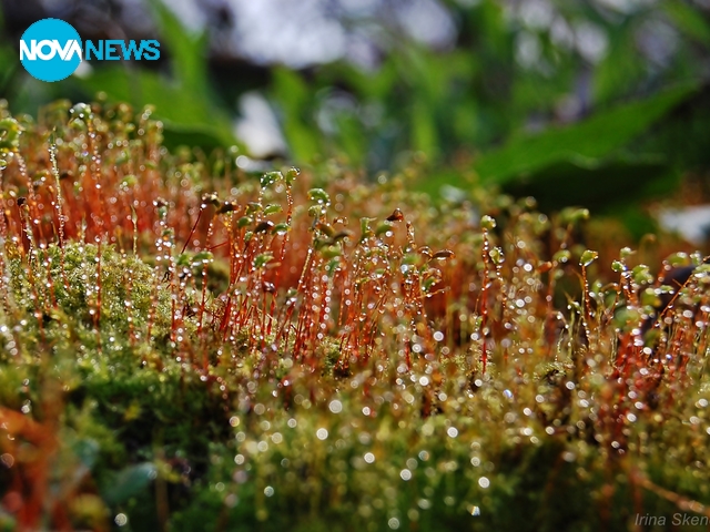 Утринна роса