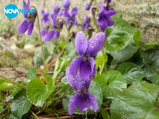 Диви и красиви цветя