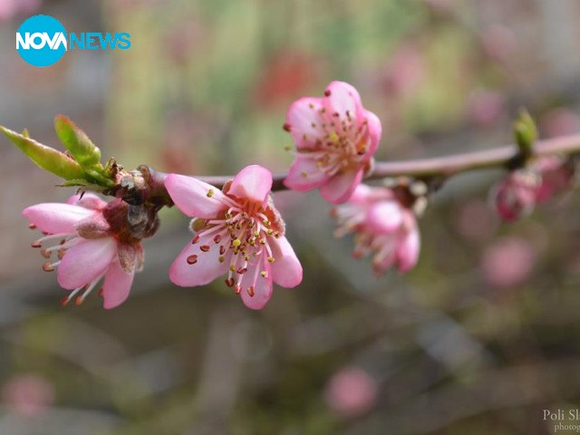 Да поканим пролетта