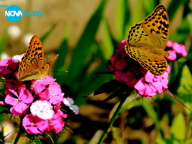 За прогнозата на времето