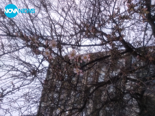 Цъфнало дърво