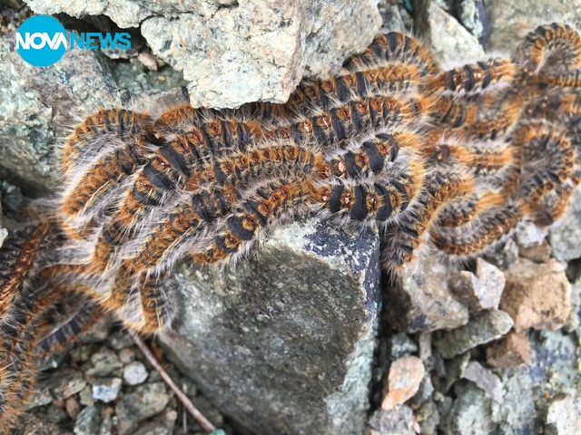 Гладни сме!