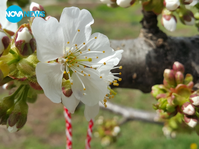 Пролет пукна