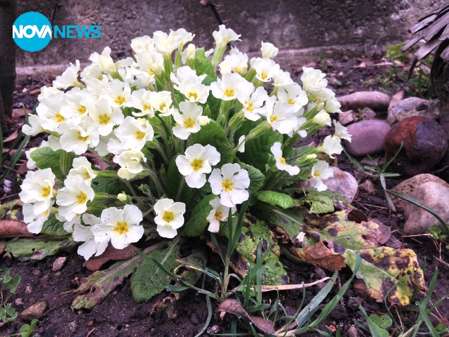 Цветя за 8 март