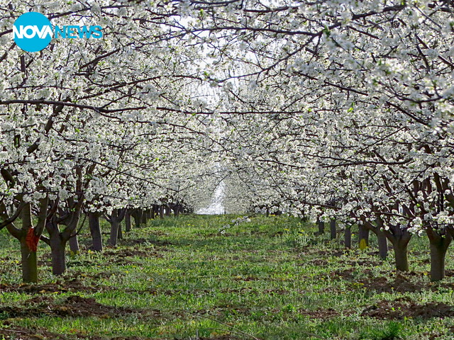 Красива пролетна градина от 200 дка в с. Островче