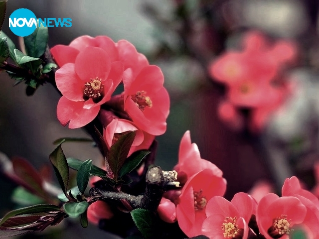 Пролетта чука на вратата