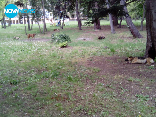 Глутница насред курортен комплекс