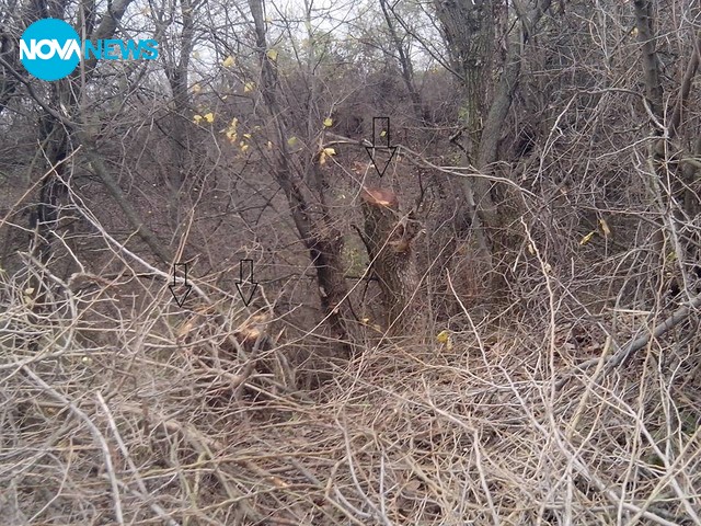 Незаконна сеч