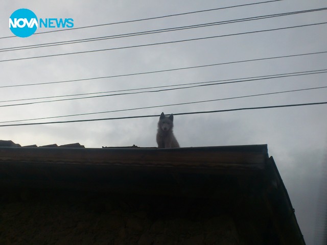 Куче на покрива