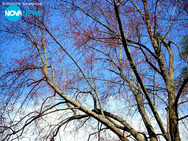 Пролетни клони