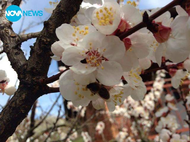 Пролет в с. Тича