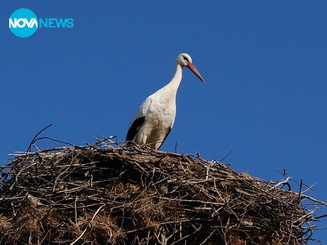 Люляково пролетно ухание